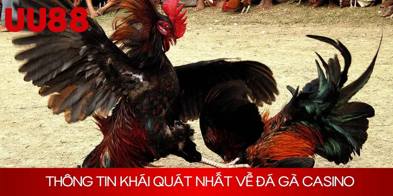 Thông tin khái quát nhất về đá gà casino